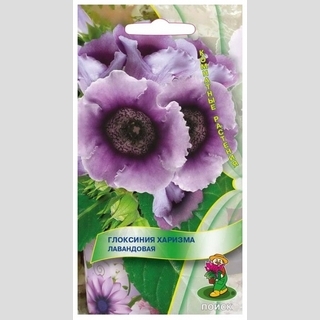 Глоксиния Харизма Лавандовая