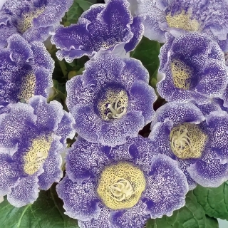 Глоксиния Ликование