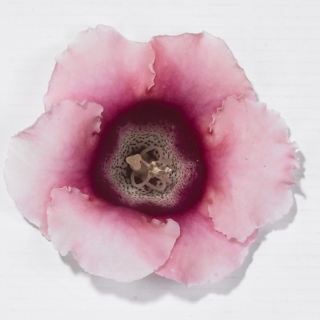 Глоксиния Императрица розовая биколор F1