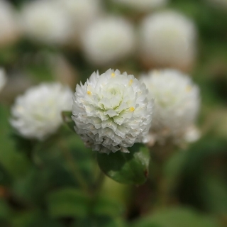 Гомфрена Белый гномик (шаровидная)