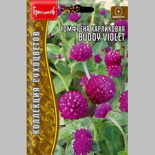 Гомфрена Buddy Violet карликовая (большой пакет)