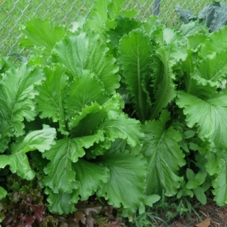 Горчица Волнушка (салатная)