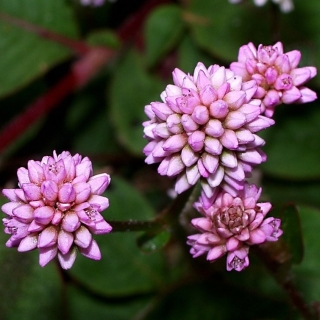 Горец Блеск аметистов головчатый
