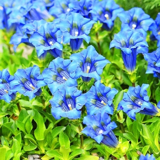 Горечавка Узколистная