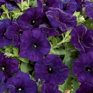 Петуния Городская F1 Лазурит