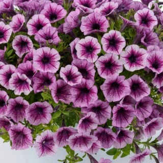 Петуния Городская F1 Орхидея