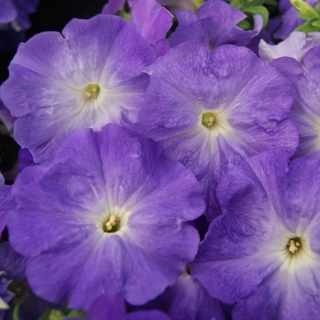 Петуния Городская F1 Волшебница