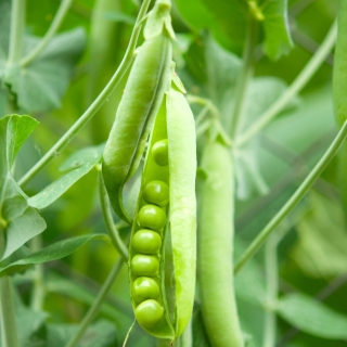 Горох Альдерман