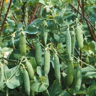 Горох Джеси