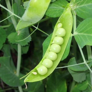 Горох Сахарный 2