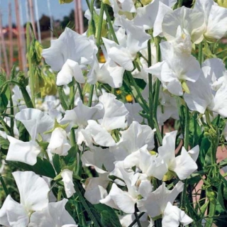 Горошек душистый Виконт