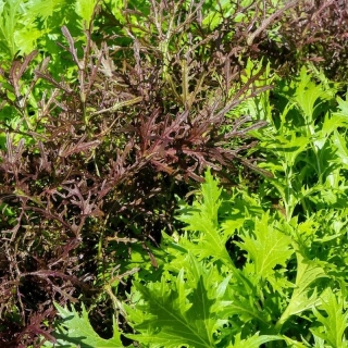 Горчица Баварская (кудрявая) смесь