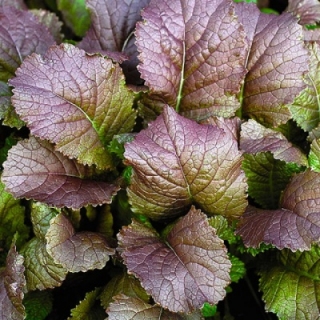 Горчица Красная горка листовая