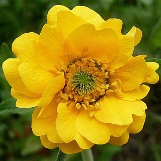 Гравилат Леди Страфден