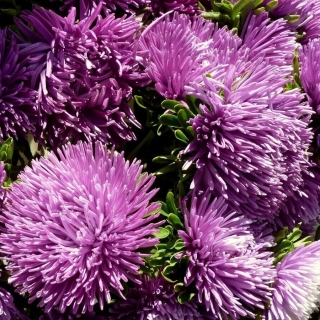 Астра Гремлин лавандовая