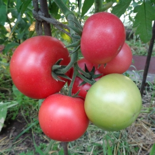 Томат Грифон F1