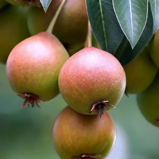 Груша Уссурийская