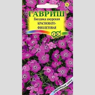 Гвоздика Красновато-фиолетовая (амурская)
