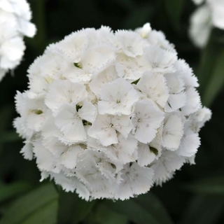 Гвоздика Белая (турецкая)