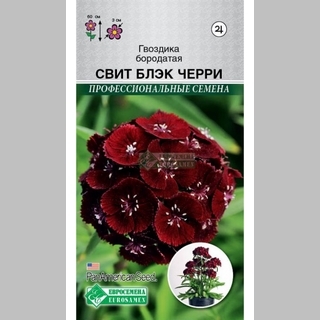 Гвоздика Свит Блэк Черри (бородатая)