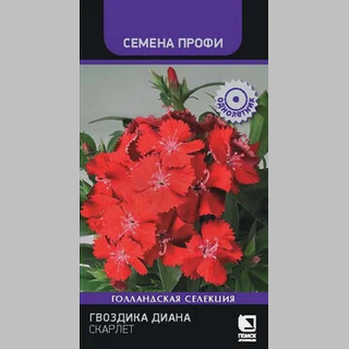 Гвоздика Диана Скарлет