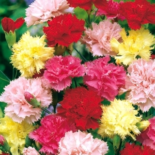 Гвоздика Гренадин Смесь окрасок