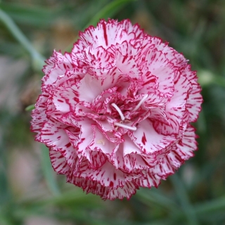 Гвоздика Сахарная малина (Гренадин)