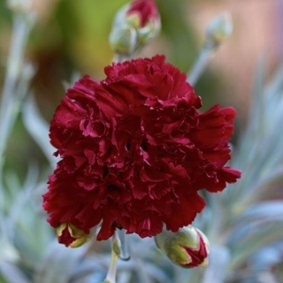 Гвоздика Чёрная вишня (Гренадин)