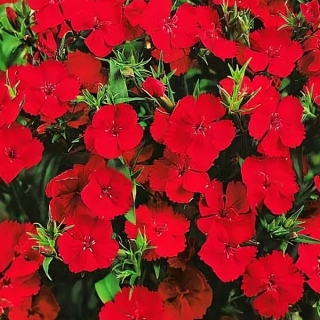 Гвоздика Бриллиант (травянка)