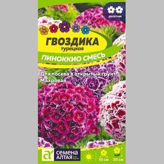 Гвоздика Пиноккио турецкая