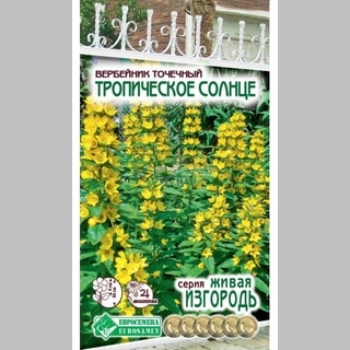 Вербейник Тропическое солнце (точечный)