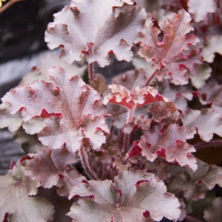 Гейхера Мелтинг файер