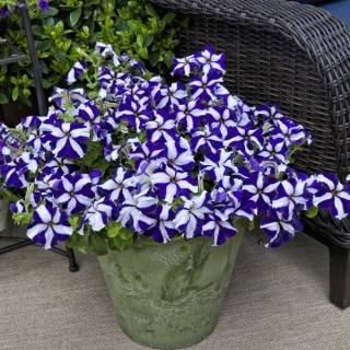 Петуния Хиросис Синяя с белым F1