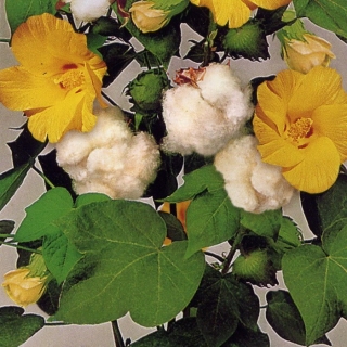 Хлопчатник Голиот (сахарная вата)