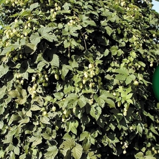 Хмель Душистая гроздь обыкновенный