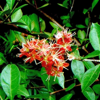 Хна (большой пакет)