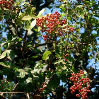 Хна (большой пакет)