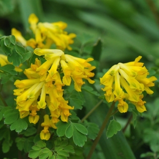 Хохлатка Хозяйка каменной горы (большой пакет)