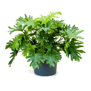 Филодендрон селло