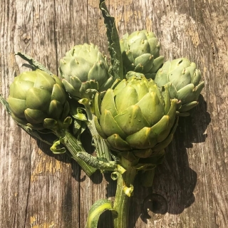 Артишок Цезарь