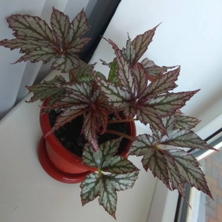 Бегония Грифон