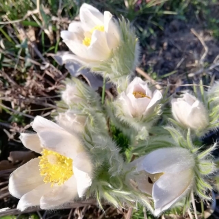 Прострел Рождество