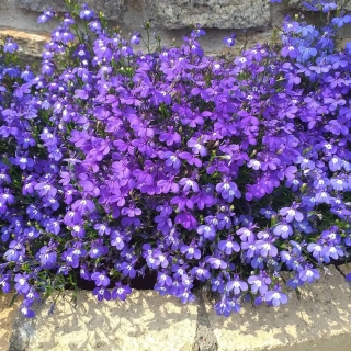 Лобелия Бисер голубой ампельная