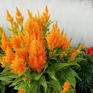 Целозия Кимоно Оранж