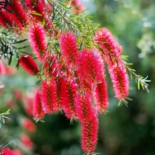 Красивотычинник Лимонный (большой пакет)