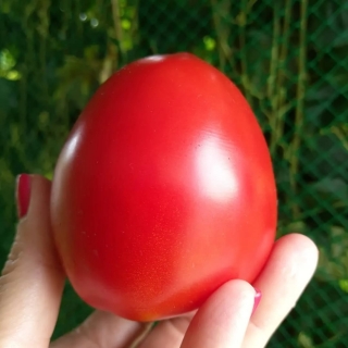 Томат Канопус