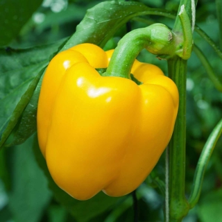 Перец Иланга F1