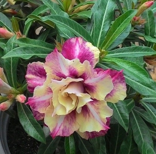 Адениум Raksikon (тучный) (большой пакет)