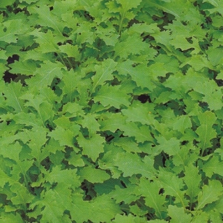 Капуста Пижон японская