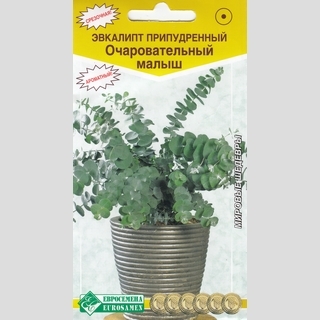 Эвкалипт Очаровательный Малыш (припудренный)